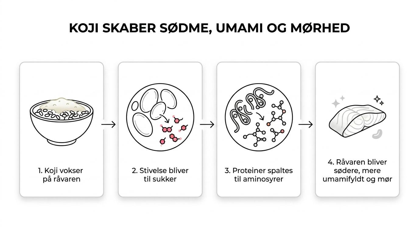 Trinvis illustration af koji på ris, hvor enzymer nedbryder stivelse og proteiner til sukker og aminosyrer, som giver sødme, umami og mørhed.