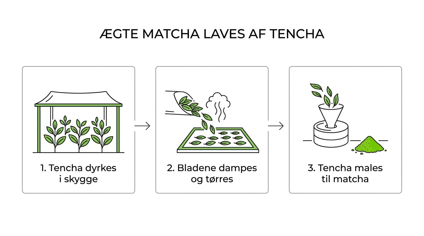 Procesdiagram, der viser ægte matcha fra skyggedyrkede tencha-blade til dampning, tørring uden rulning og formaling til fint grønt pulver.