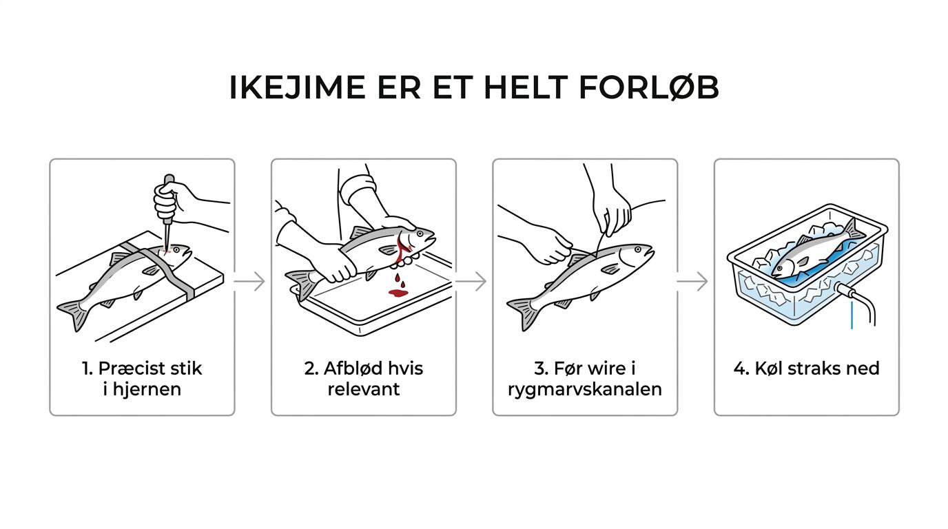 Illustreret trin-for-trin forløb for ikejime på en fisk: skånsom landing, præcist hjernestik, afblødning, wire i rygmarvskanalen og hurtig nedkøling på is.