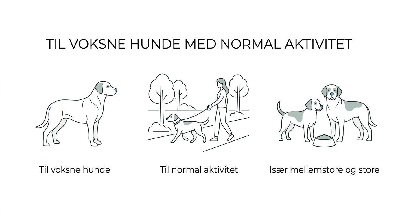 Overview of Belcando Adult Dinner showing adult dogs, normal activity, medium to large size, moderate protein and fat, and no wheat, soy protein, or dairy.